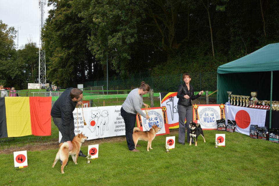 Akita club junior shiba