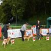 Akita club junior shiba