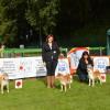 Akita club ouverte mâle shiba