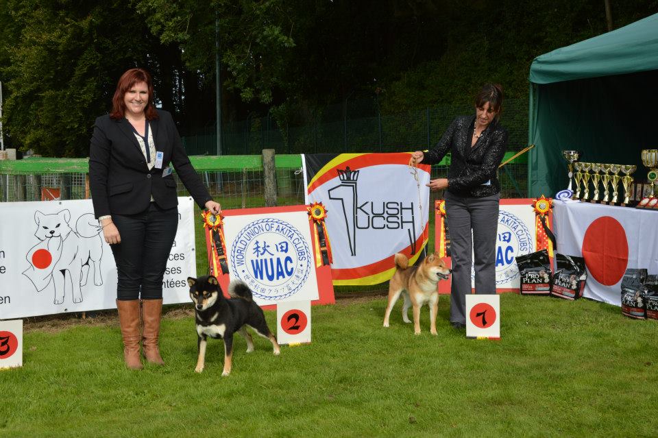 Akita club shiba best male