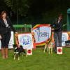 Akita club shiba best male