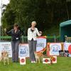 Akita club shiba BOB