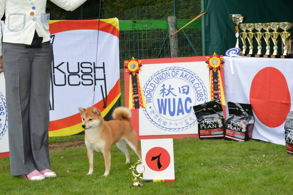 Akita club shiba champion femelle