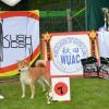 Akita club shiba champion femelle
