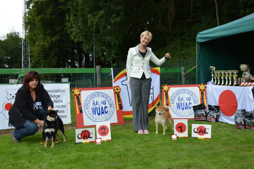 Akita club shiba femelle Cac R. Cac