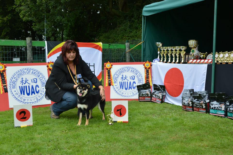 Akita club shiba inter femelle