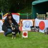Akita club shiba inter femelle