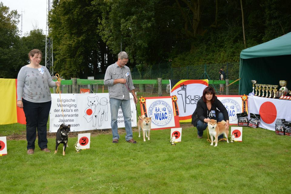 Akita club shiba junior femelle