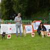 Akita club shiba junior femelle