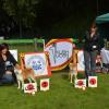 Akita club shiba mâle Cac R Cac