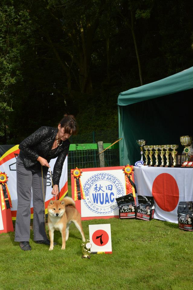 Akita club shiba mâle champion