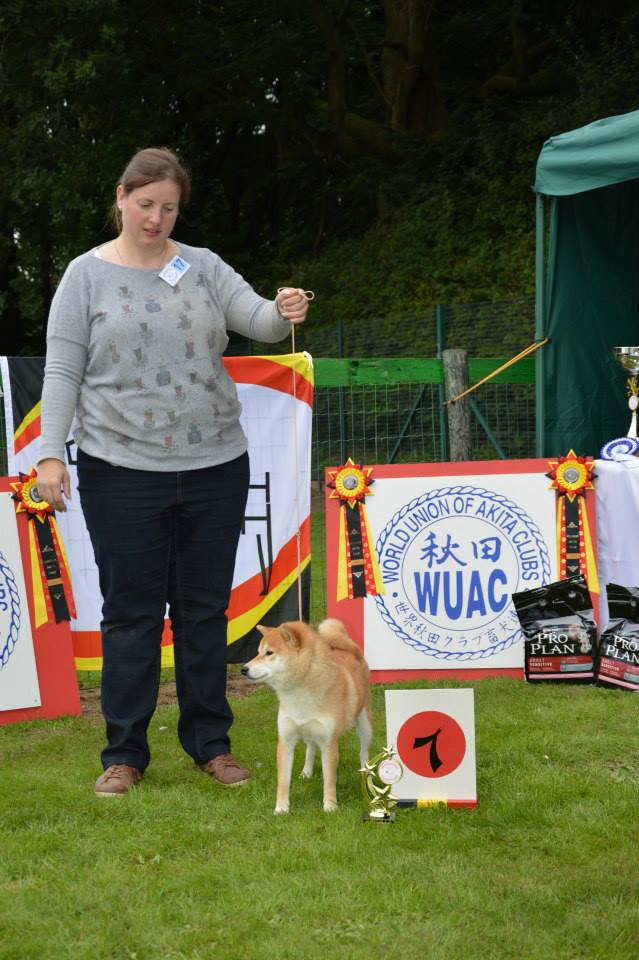 akita club shiba ouverte femelle