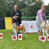 Akita femelle Cac