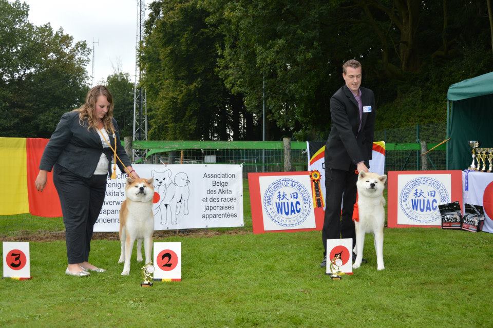 Akita femelle champion