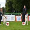 Akita femelle champion