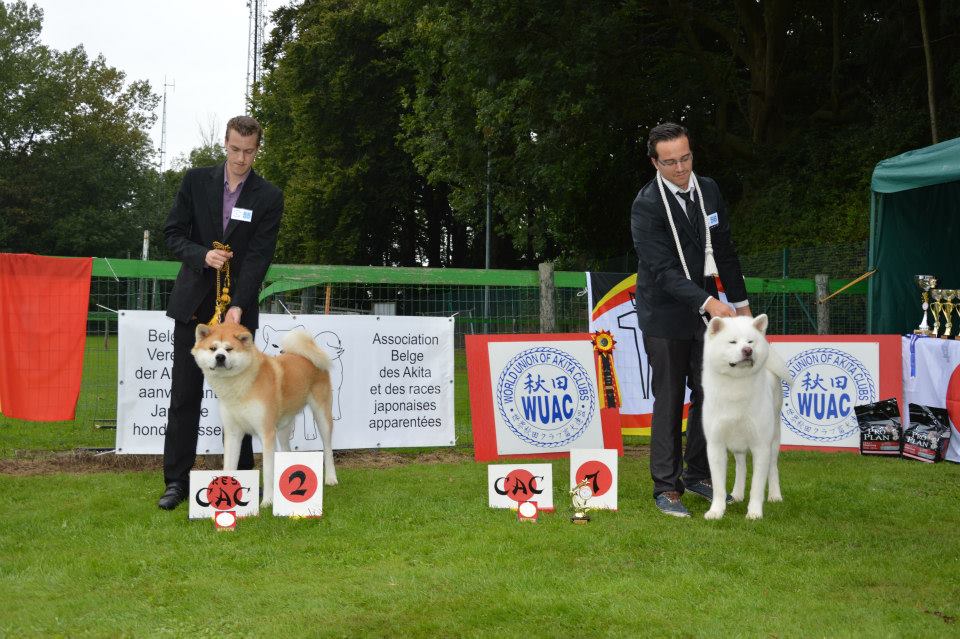 Akita mâle  Cac