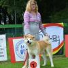 Akita mâle inter