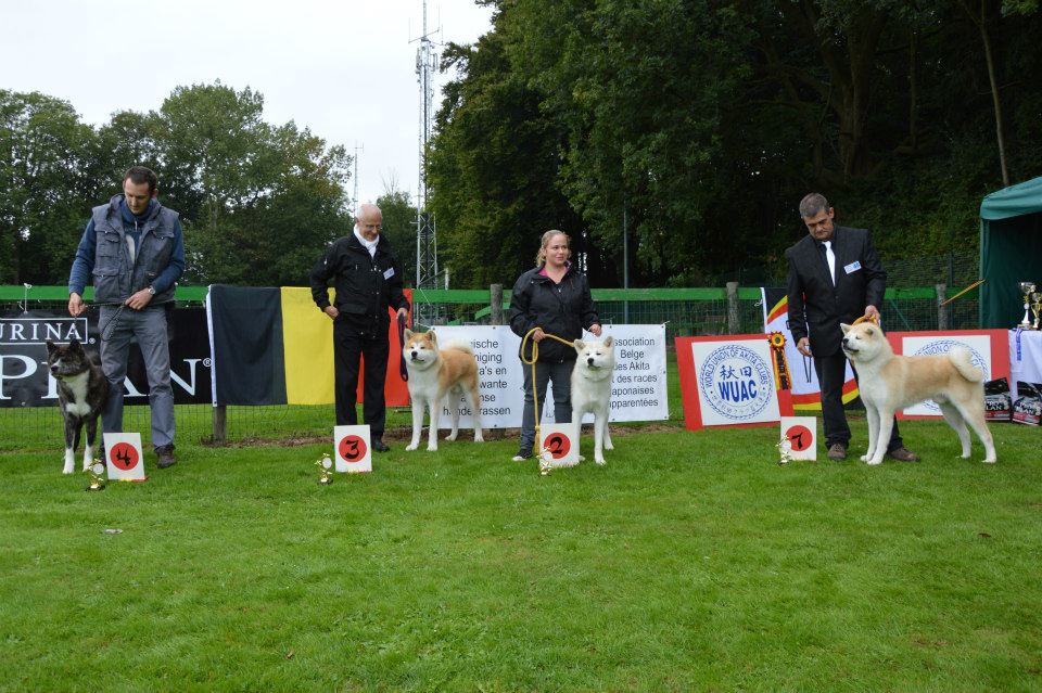 Akita mâle juniors