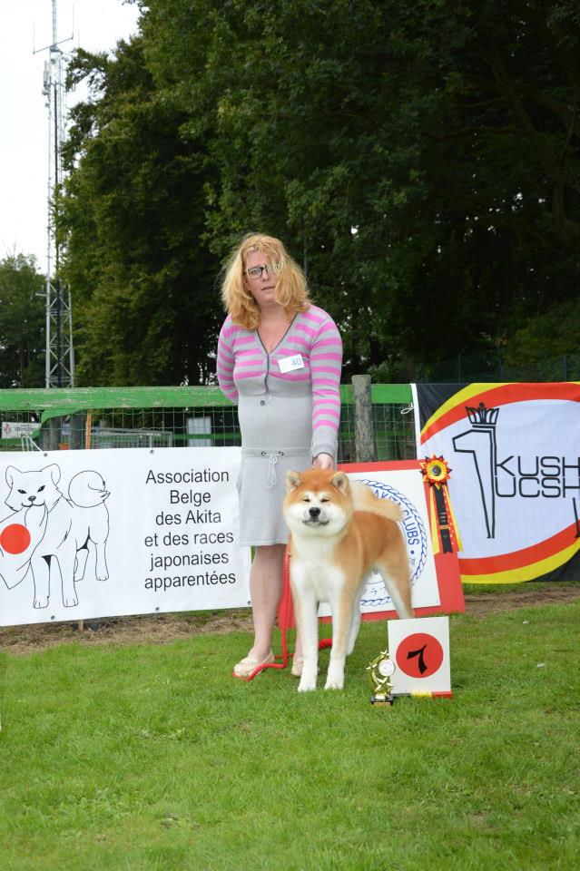 Akita mâle puppy