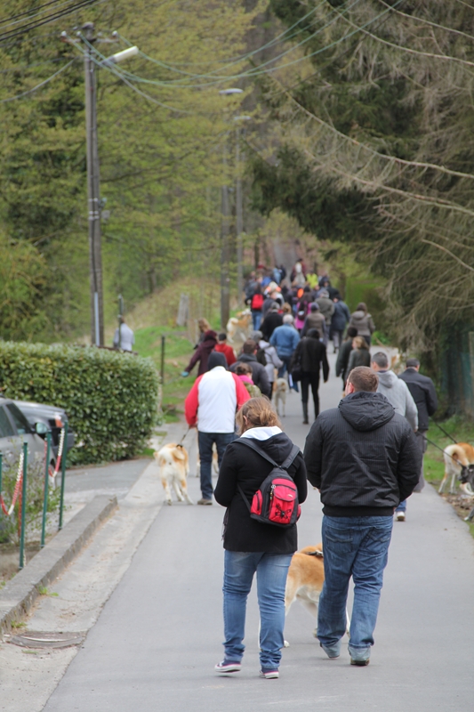 Wandeling/Promenade Akita club avril/april 2012