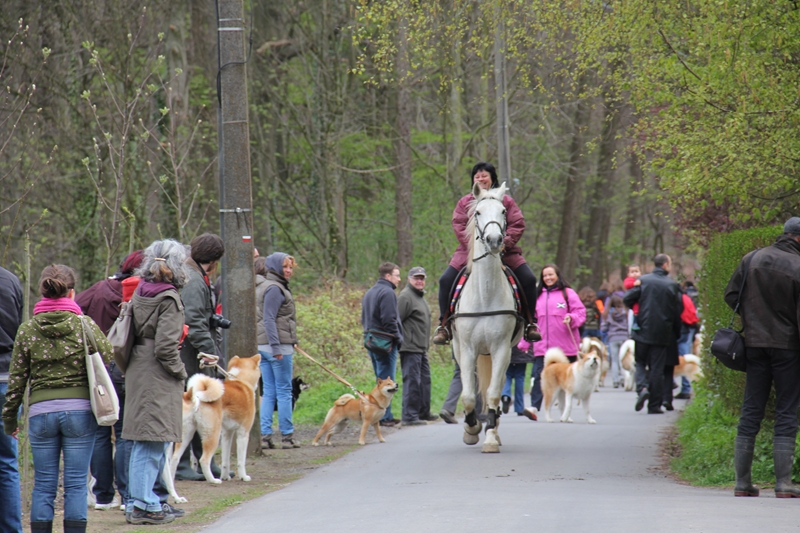 Balade akita club 15 avril Braine Le Comte 002