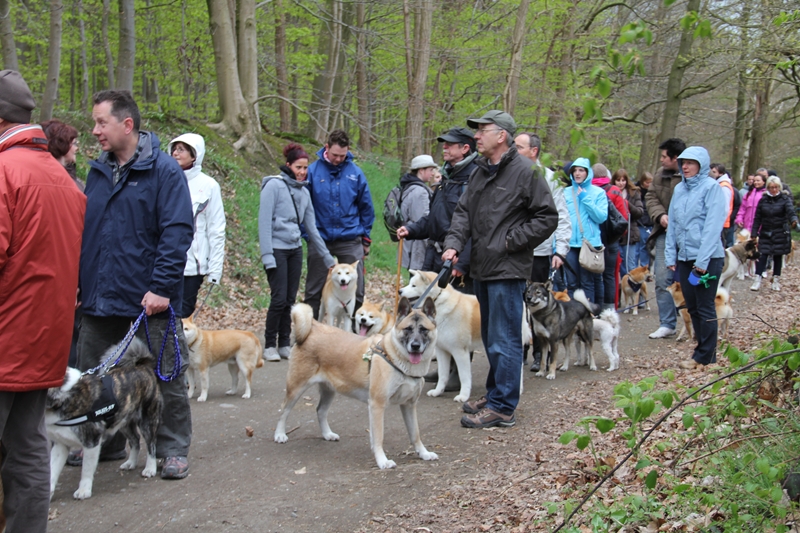 Balade akita club 15 avril Braine Le Comte 009