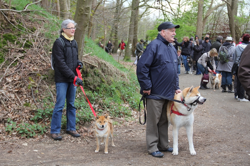 Balade akita club 15 avril Braine Le Comte 011