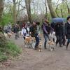 Balade akita club 15 avril Braine Le Comte 013