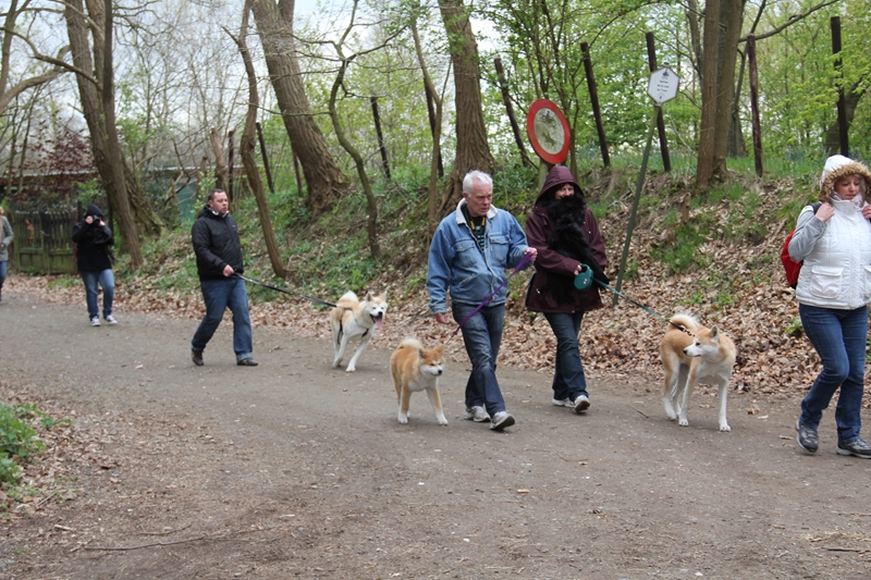 Balade akita club 15 avril Braine Le Comte 020