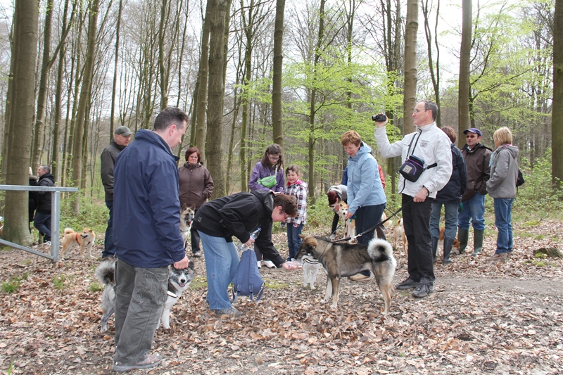 Balade akita club 15 avril Braine Le Comte 026