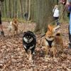 Balade akita club 15 avril Braine Le Comte 031