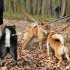 Balade akita club 15 avril Braine Le Comte 033