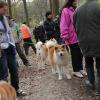 Balade akita club 15 avril Braine Le Comte 037