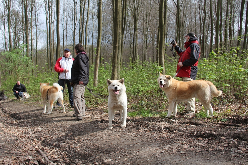 Balade akita club 15 avril Braine Le Comte 039