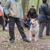 Balade akita club 15 avril Braine Le Comte 041