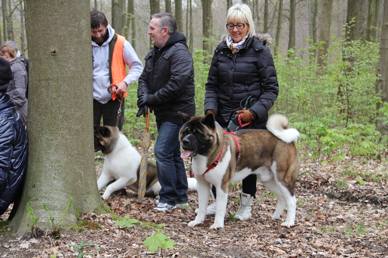 Balade akita club 15 avril Braine Le Comte 044