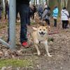 Balade akita club 15 avril Braine Le Comte 045