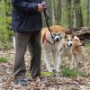 Balade akita club 15 avril Braine Le Comte 047