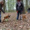 Balade akita club 15 avril Braine Le Comte 055