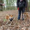 Balade akita club 15 avril Braine Le Comte 056