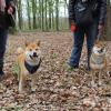 Balade akita club 15 avril Braine Le Comte 057