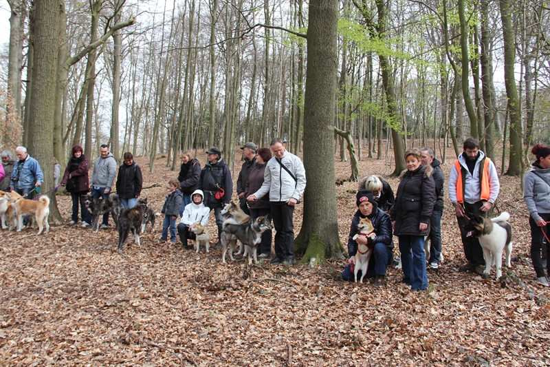 Balade akita club 15 avril Braine Le Comte 098