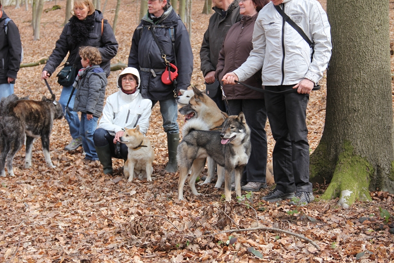 Balade akita club 15 avril Braine Le Comte 099