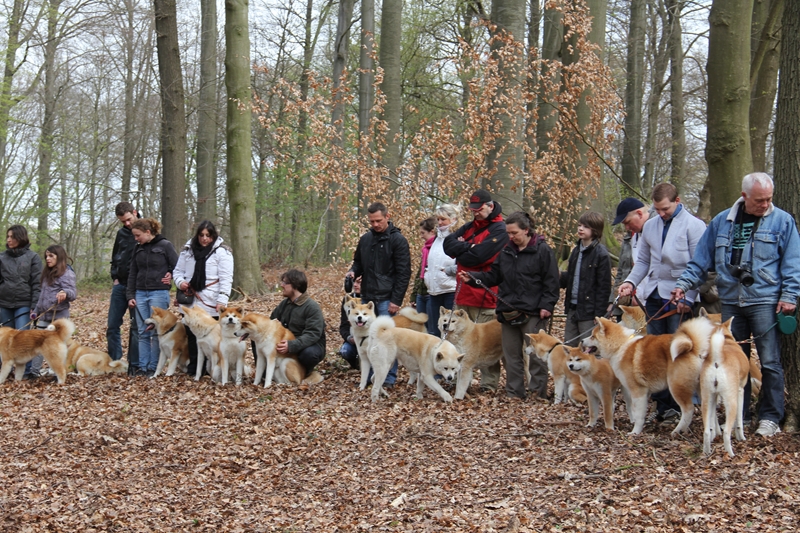 Balade akita club 15 avril Braine Le Comte 134