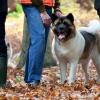 balade akita club14