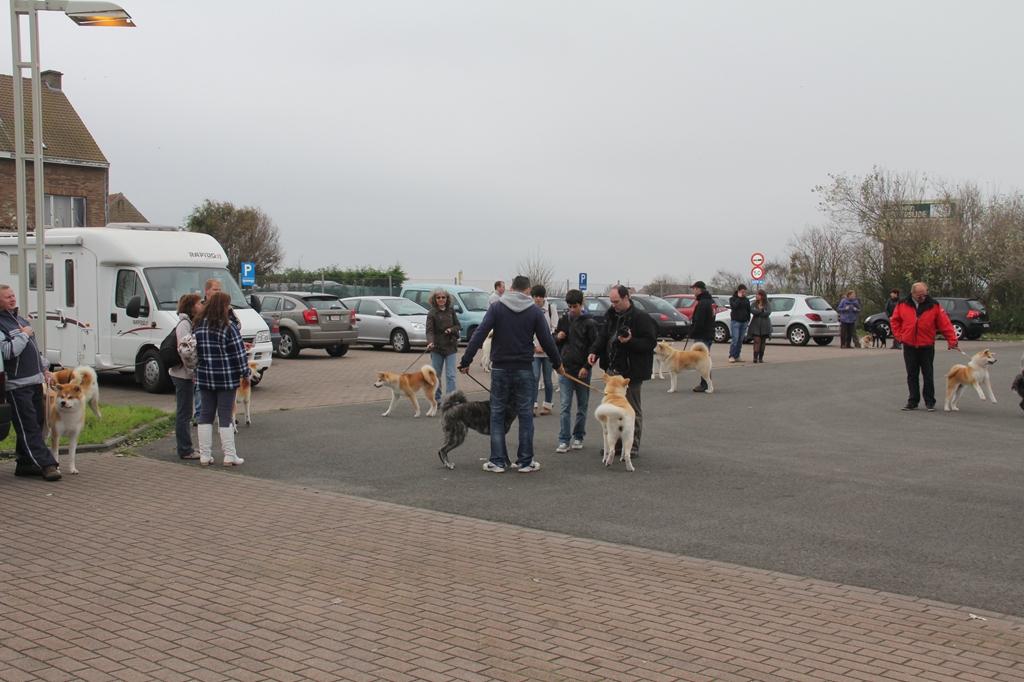 Wandeling/Promenade Akita club 30 octobre 2011