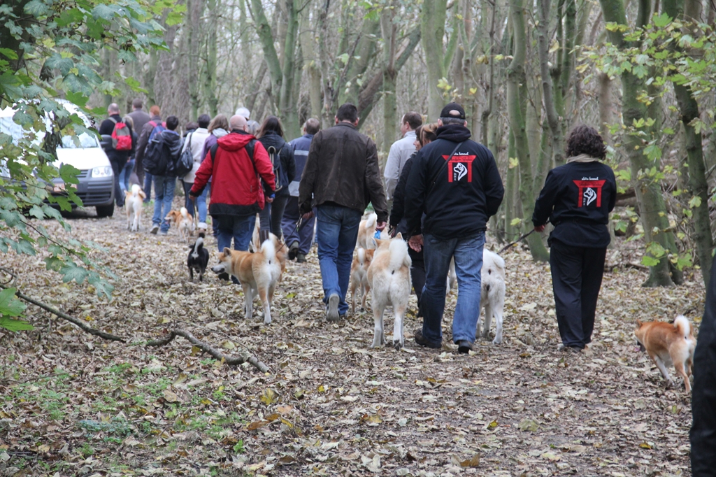 Wandeling/Promenade Akita club 30 octobre 2011