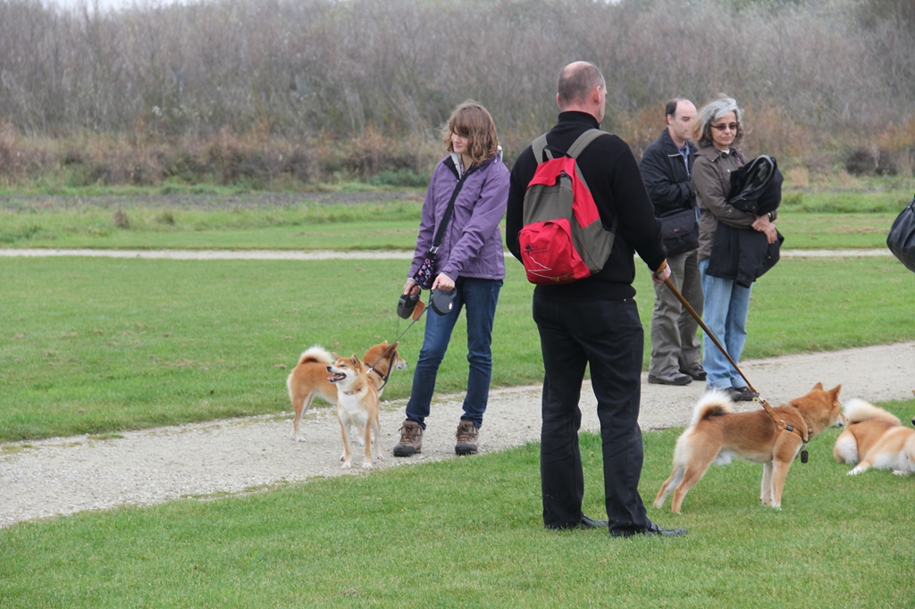 Wandeling/Promenade Akita club 30 octobre 2011