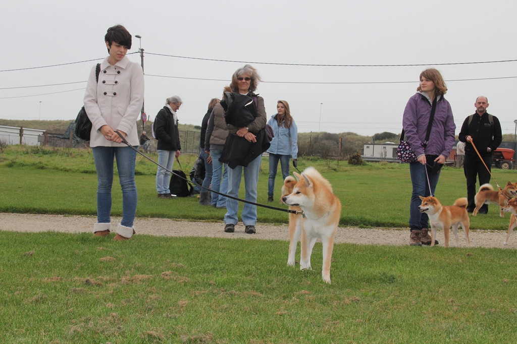 Wandeling/Promenade Akita club 30 octobre 2011