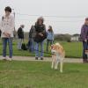 Wandeling/Promenade Akita club 30 octobre 2011